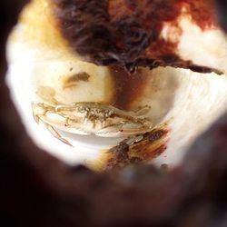 A live swimming crab, Portunus sanguinolentus entrapped inside the bottle. 