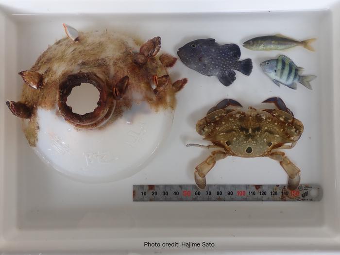 The bottle with attached algae and goose barnacles, juvenile fish collected along with it, and the swimming crab extracted from the bottle. The bottle with attached algae and goose barnacles, juvenile fish collected along with it, and the swimming crab extracted from the bottle.