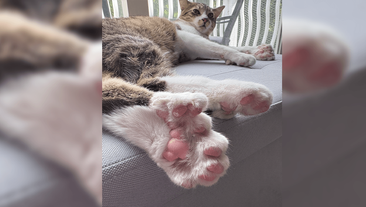Toe-tally Adorable Toby The Cat Is A World Record Holder With 28 Toes – That's 10 More Than Usual