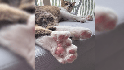 Toby the cat lounges while showing off his extra pink digits.