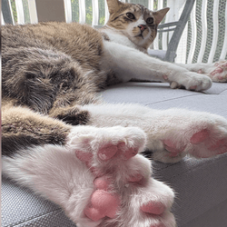 Toby the cat lounges while showing off his extra pink digits.