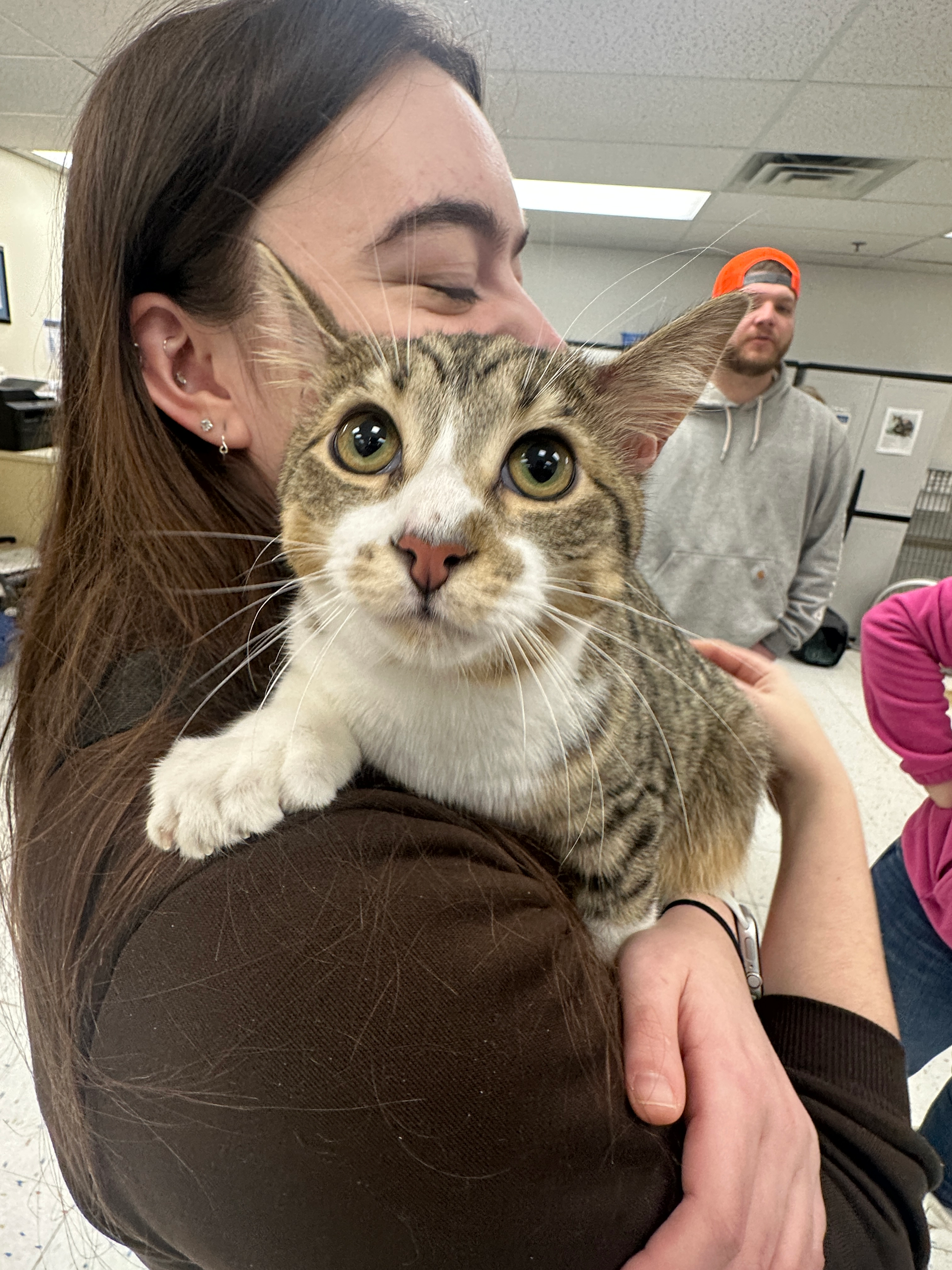 Toby the cat on the shoulder of a lady with brown hair looking at the camera. One white paw is visible showing the toes from above.