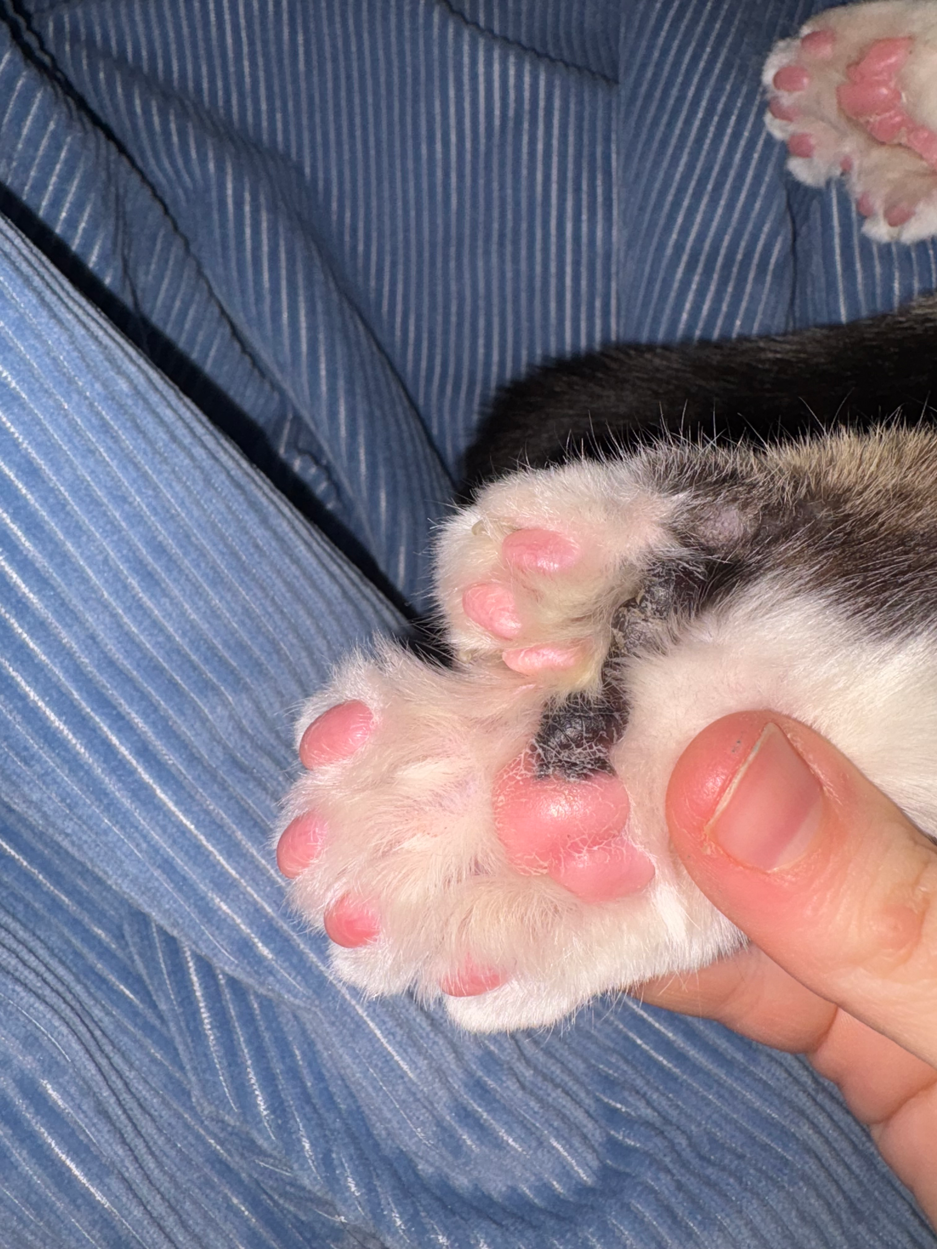 A close up of Toby's paw showing three extra pink digits.