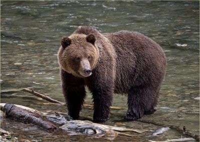 A grizzly bear stood in a river.