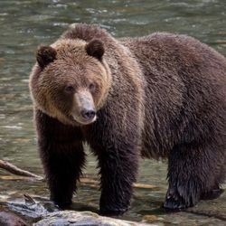 A grizzly bear stood in a river.