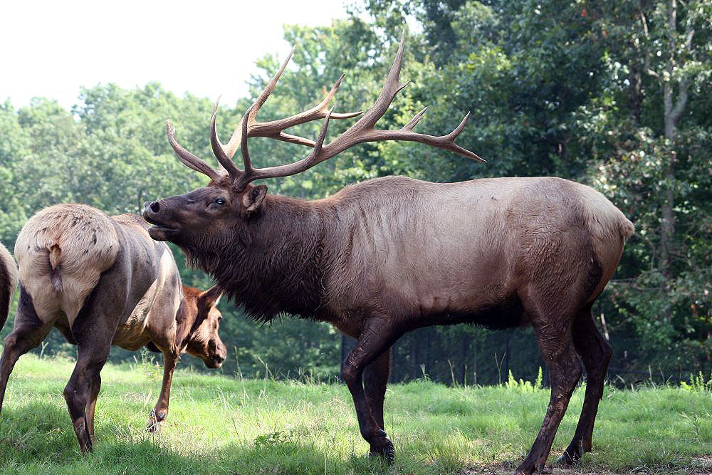 A male elk with big antlers stood in a field. 