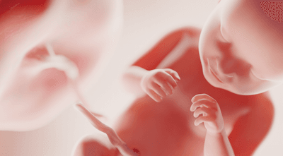 Developing human fetus