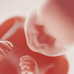Developing human fetus