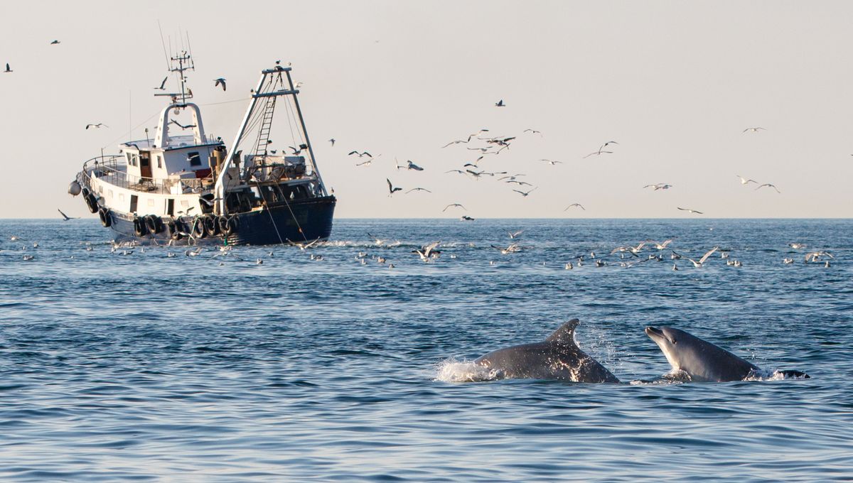 The Last Dolphins In The Adriatic Sea Are Left Scavenging Fishing Boats To Survive