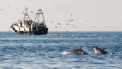 Two bottlenose dolphins follow a midwater trawler in the waters of Veneto, Italy. Photograph by Dolphin Biology and Conservation.