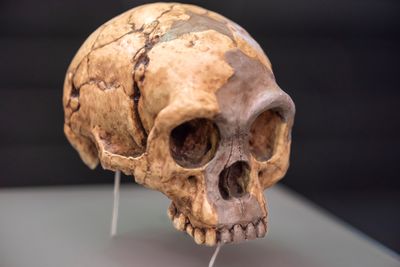 Reconstructed skull of Homo floresiensis