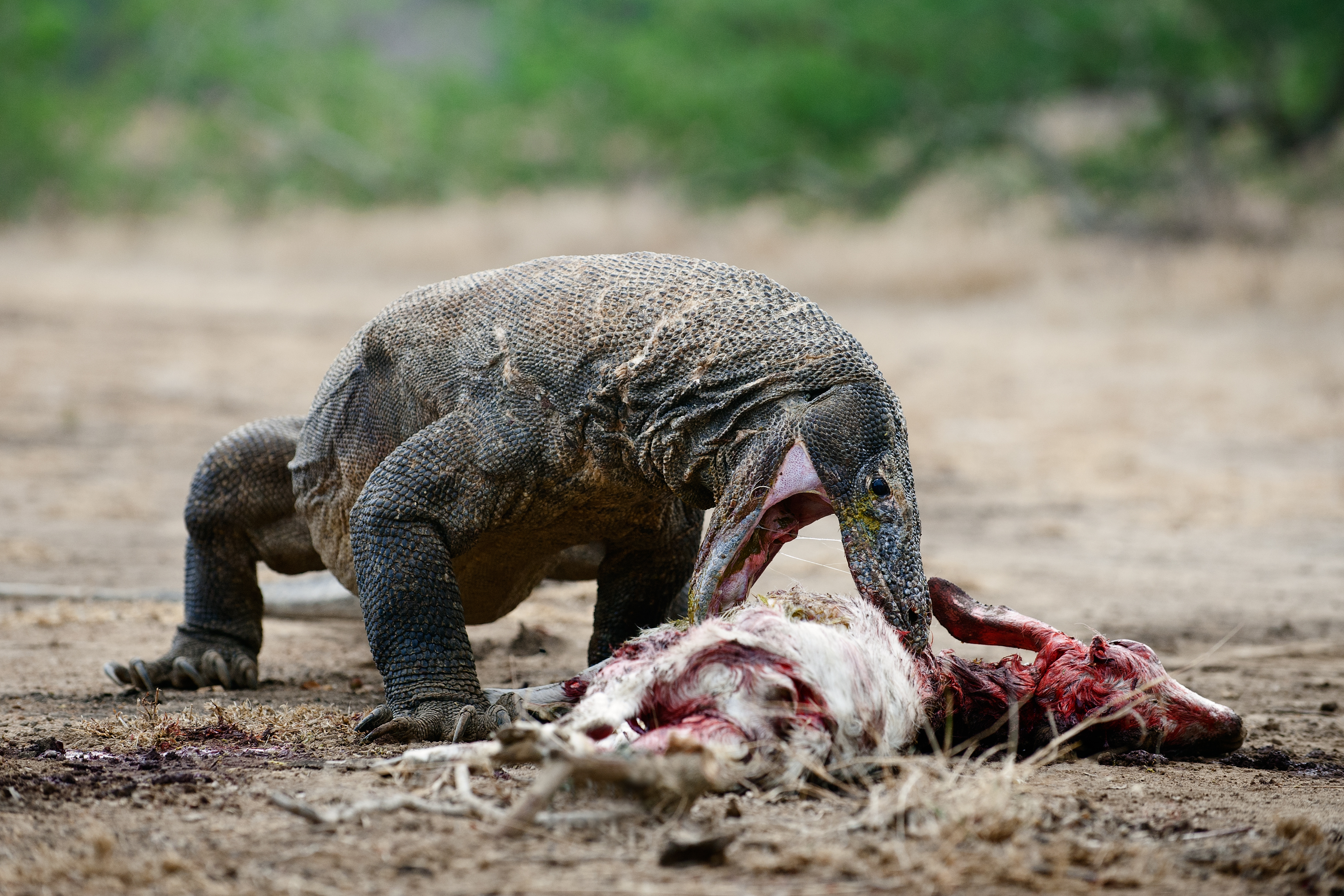image of a komodo dragon feeding