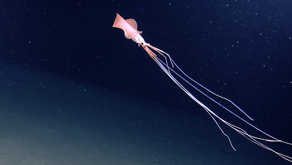 Not One, But Two Giant Alien-Like Bigfin Squid Caught In Rare Crystal Clear Video