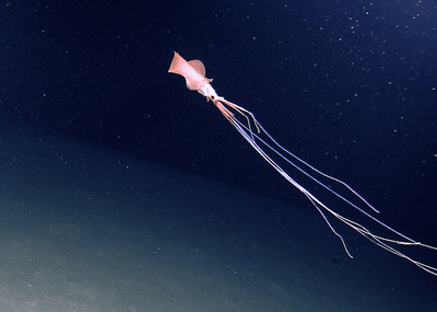 bigfin squid (Magnapinna) in a different expedition to the Northern Gulf of Mexico in 2012.