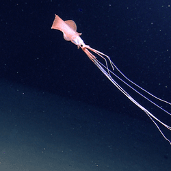  bigfin squid (Magnapinna) in a different expedition to the Northern Gulf of Mexico in 2012.