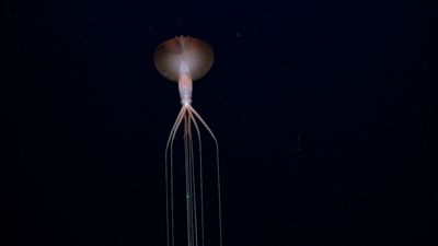 On one of the dives, the team observed two elusive bigfin squids (Magnapinna), the deepest-dwelling squid known for its thread-like tentacles that can measure up to eight meters (26 feet) in length.