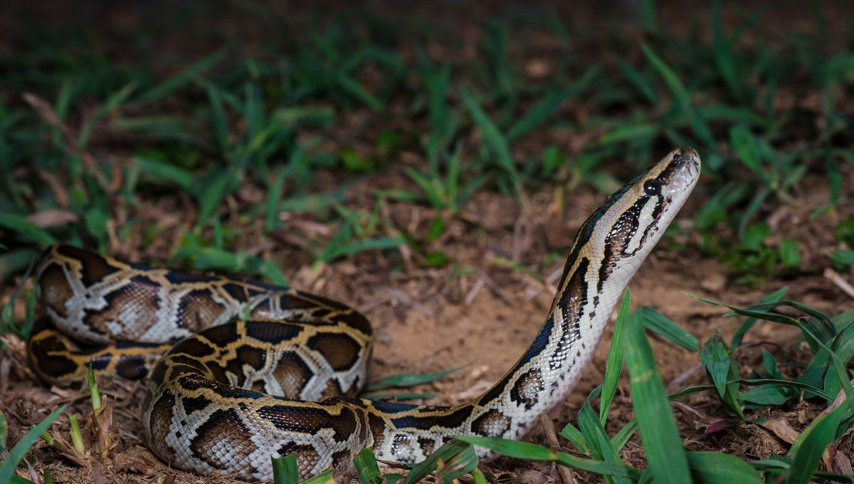 Python Bowl: Competition To Catch And Kill Invasive Snakes Returns To ...