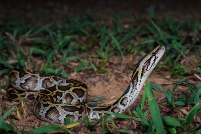A Burmese python moving through some grass.