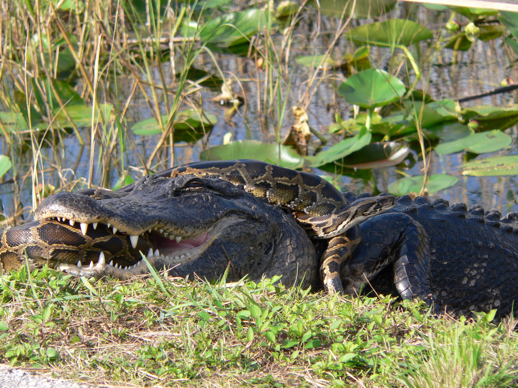 A python grappling with an American alligator. A python grappling with an American alligator.