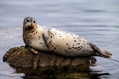A harbor seal sitting on a rock.