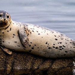 A harbor seal sitting on a rock. 