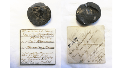 A photograph showing two fossils, that are two halves of a round node. Under each is the museum listing showing where they were found and the dates in handwriting.