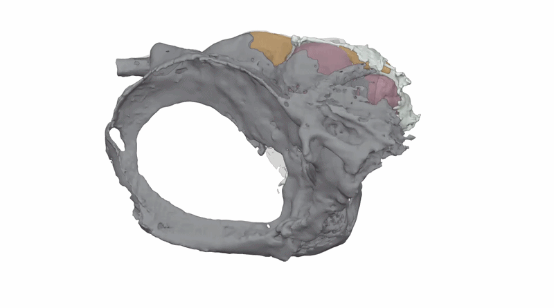 3D animation of the interior brain case of Trawdenia planti. 