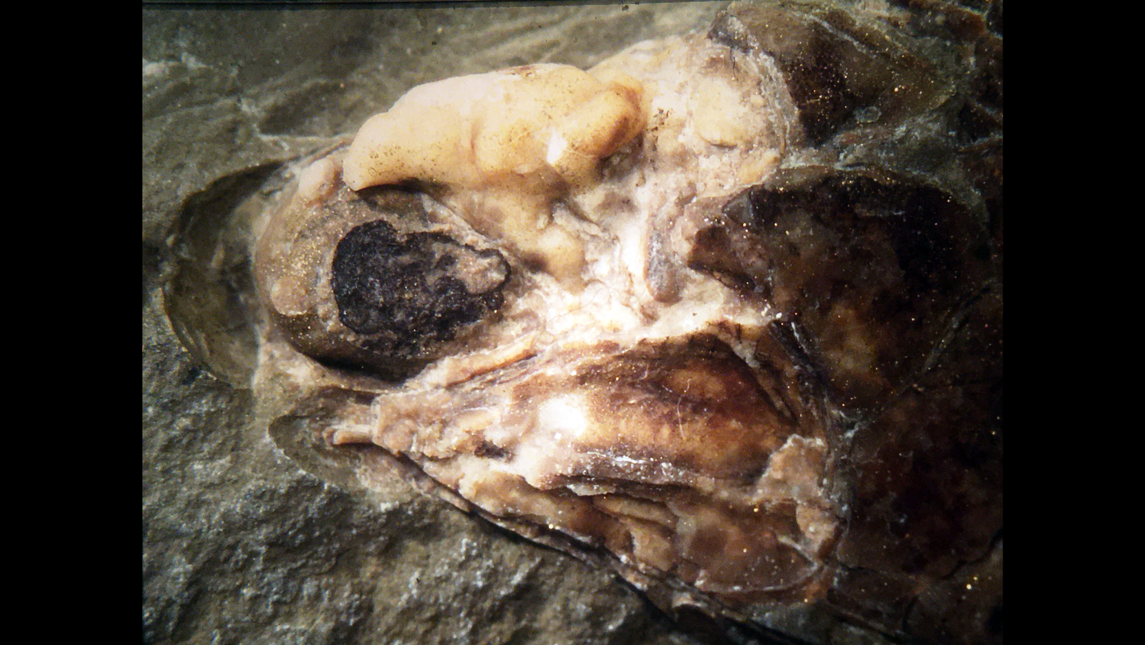 Photo of the fossilized interior of the head of Trawdenia planti, including the back of the eyeball in black, and the endocast of minerals filling the interior of the braincase in white at the top. 