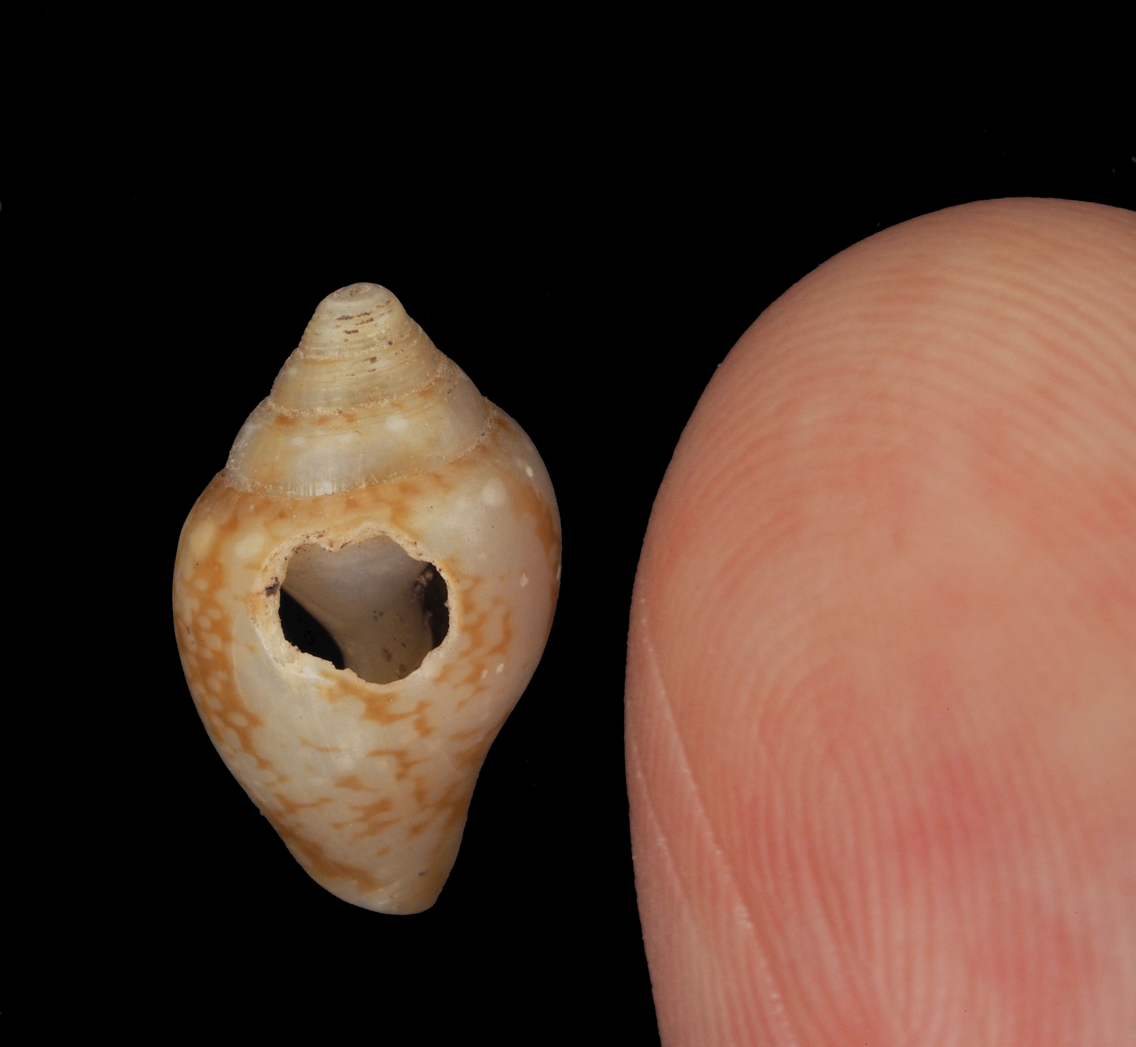 Columbella rustica shell Columbella rustica shell