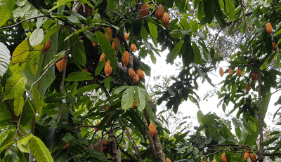 The University of the West Indies' Chocolate Research Center makes it one of the coolest universities in the world, and these are some on-site cacao plants
