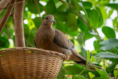 A small brownish pink dove sits on the edge of a basket in a small tree.