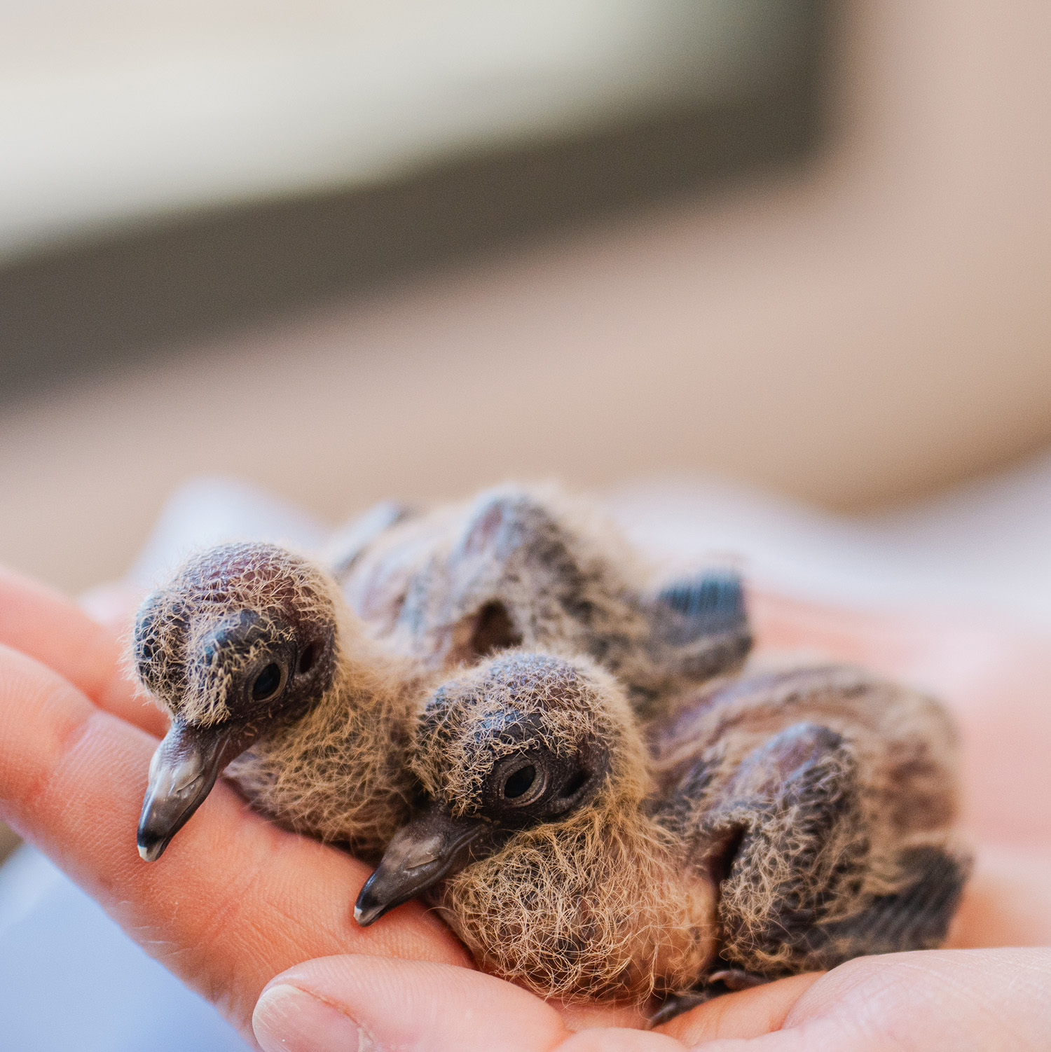 Two Socorro dove chicks in the palm of a hand Two Socorro dove chicks in the palm of a hand