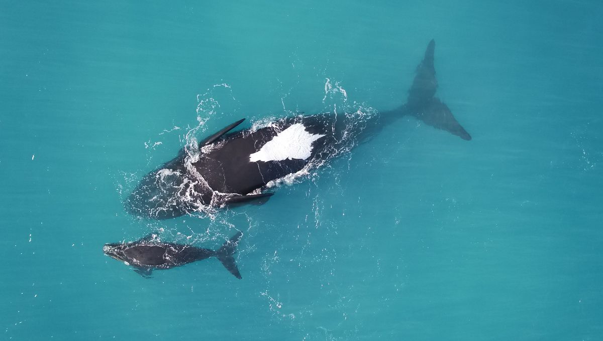 Southern Right Whale Moms Have Been Spotted Rolling Upside Down. But Why?