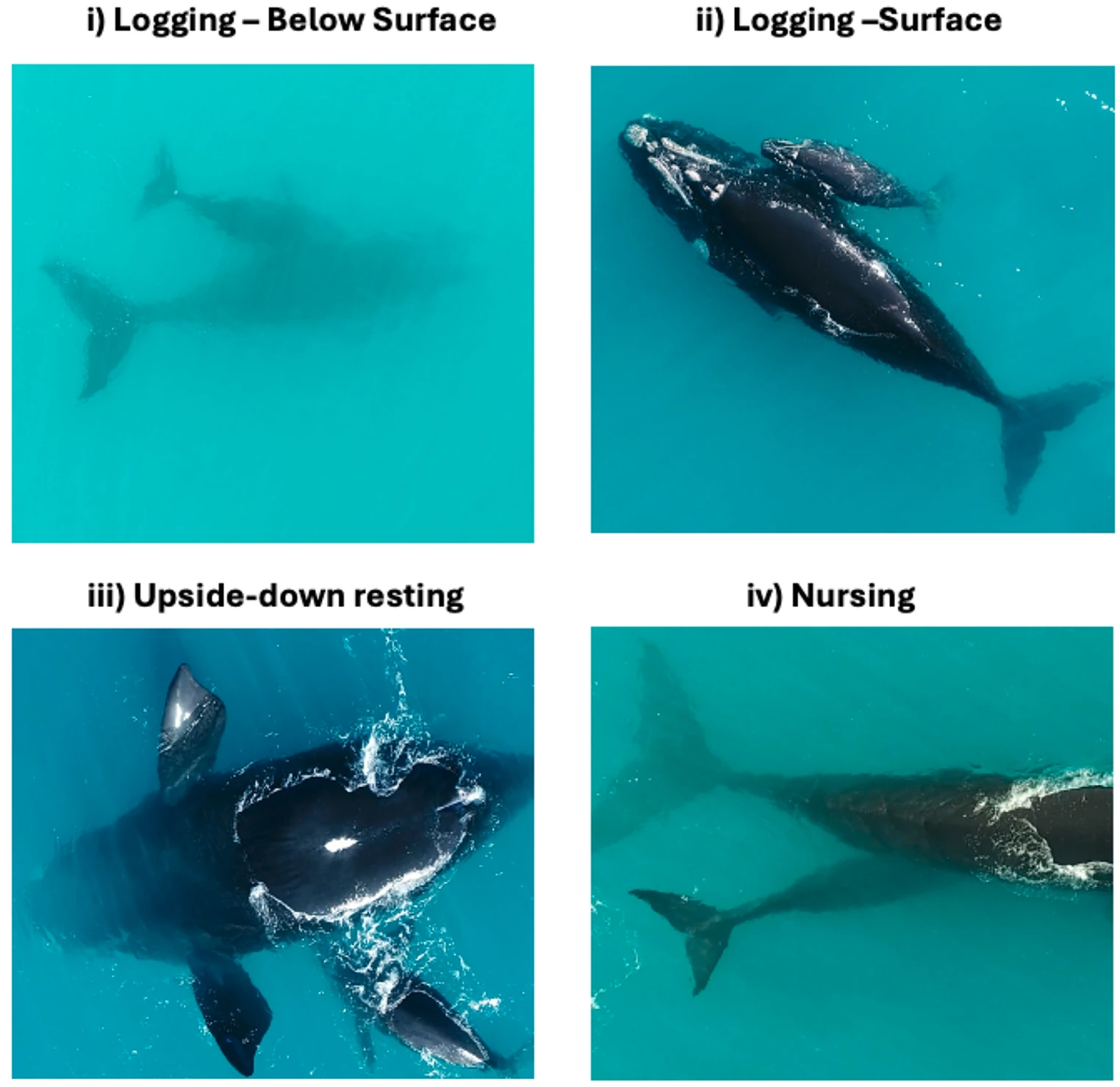 Four images in a grid showing what the whales might be doing. Logging is a term for resting. 