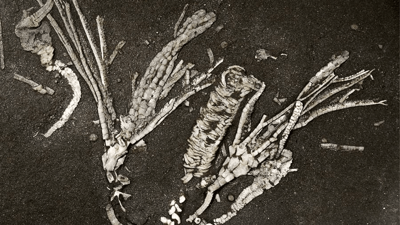 This fossil represents a fossilized tube foot from a 450-million-year-old crinoid, only the second crinoid soft tissue ever found