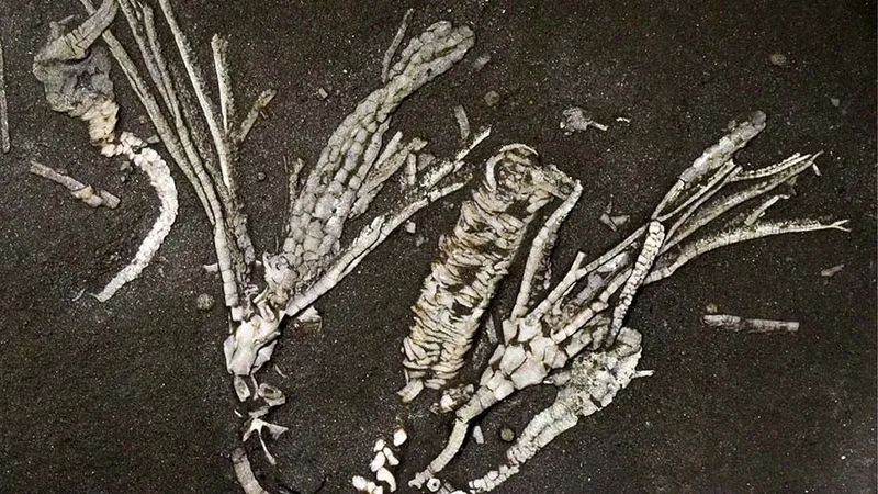This fossil represents a fossilized tube foot from a 450-million-year-old crinoid, only the second crinoid soft tissue ever found