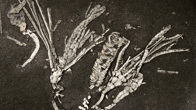 This fossil represents a fossilized tube foot from a 450-million-year-old crinoid, only the second crinoid soft tissue ever found