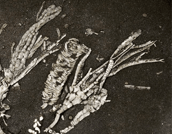 This fossil represents a fossilized tube foot from a 450-million-year-old crinoid, only the second crinoid soft tissue ever found
