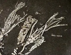 This fossil represents a fossilized tube foot from a 450-million-year-old crinoid, only the second crinoid soft tissue ever found