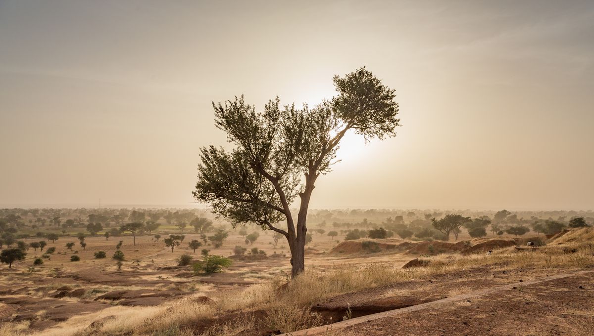 The Great Green Wall Of Africa Aims To Restore 100 Million Hectares, But Some Fear It Will Remain A Mirage