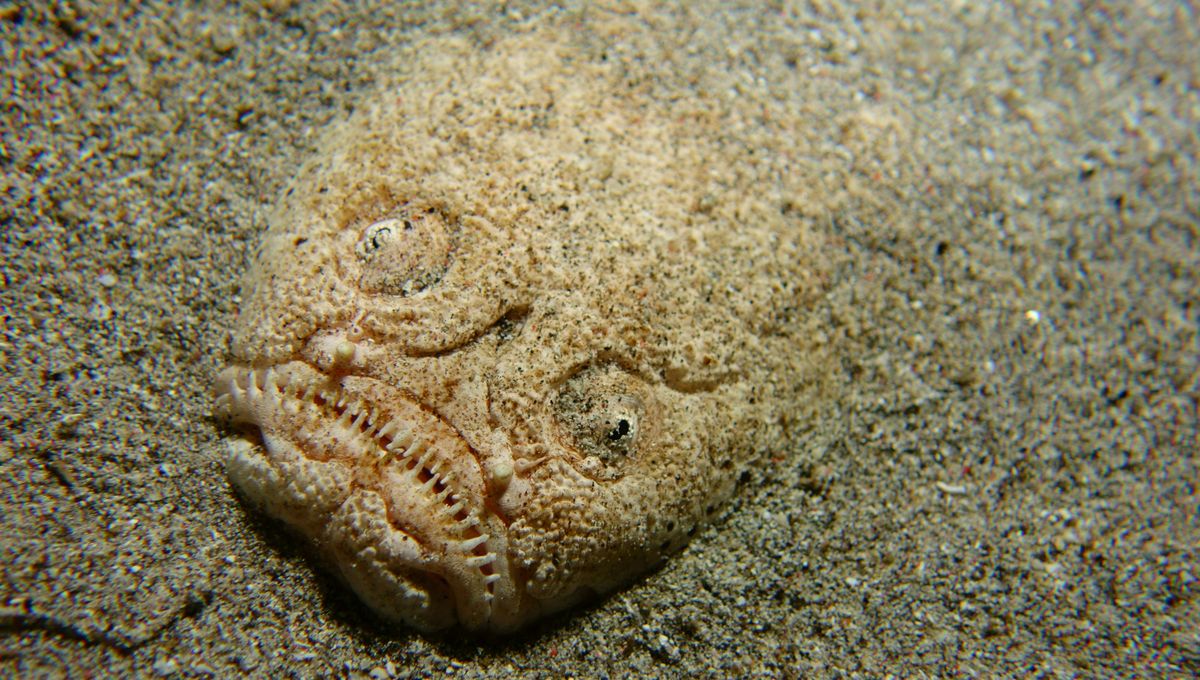 Meet The Stargazer Fish: Ugly, Dangerous, Venomous, And Sometimes Even Electric
