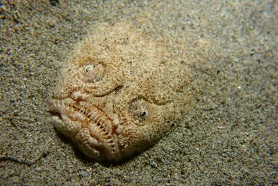 A stargazer fish mostly hidden in the sand with just its horrible looking mouth and eyes showing.
