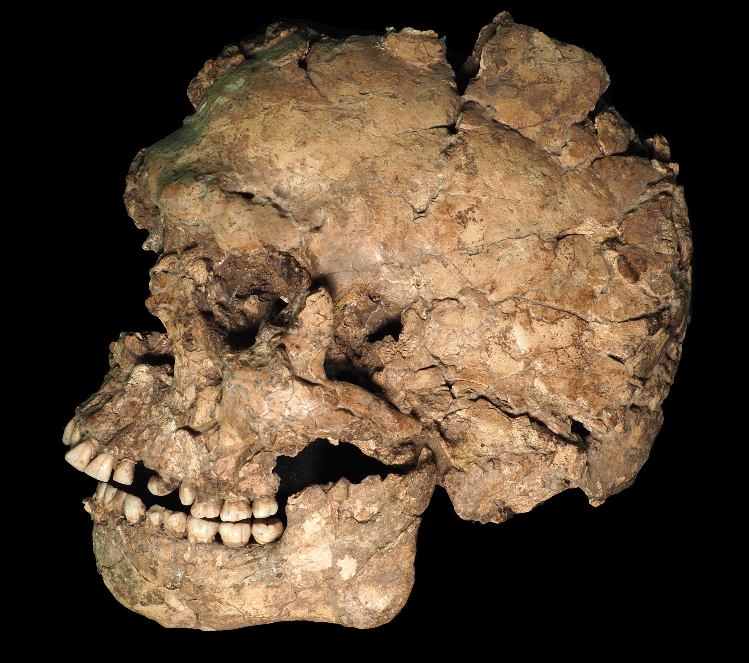 Qafzeh 25 skull Qafzeh 25 skull