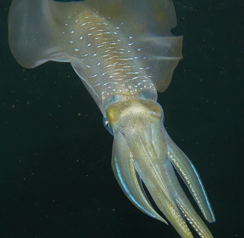 Squid like this bigfin reef squid, are famously smart, but that might not still be true in a high-carbon dioxide future