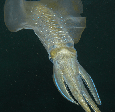 Squid like this bigfin reef squid, are famously smart, but that might not still be true in a high-carbon dioxide future