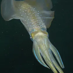 Squid like this bigfin reef squid, are famously smart, but that might not still be true in a high-carbon dioxide future