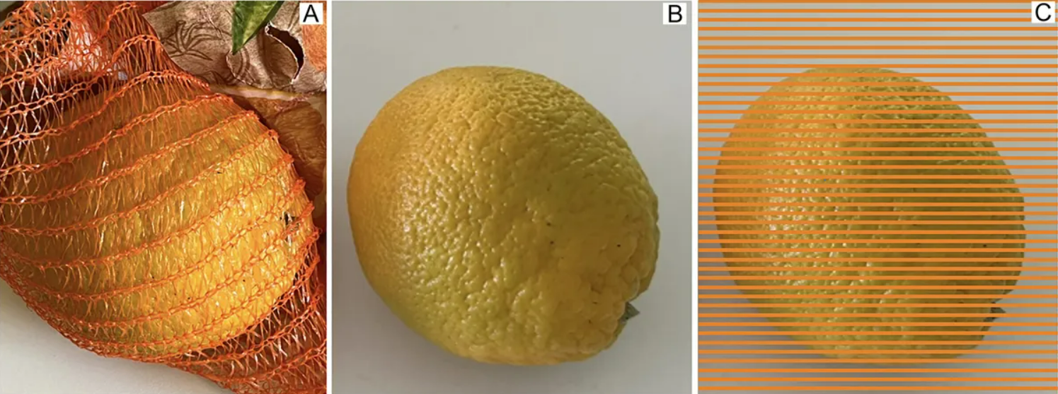 An image highlighting the deceptive oranges of Gegenfurtner: Unripe green orange (A) within the orange net, (B) in isolated view, and (C) with a “Munker-net”.