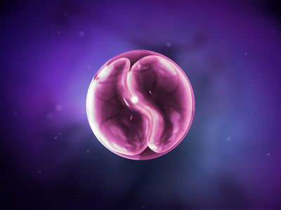 3D illustration of a spherical Cyclospora sporulated oocyst in pink on a purple background