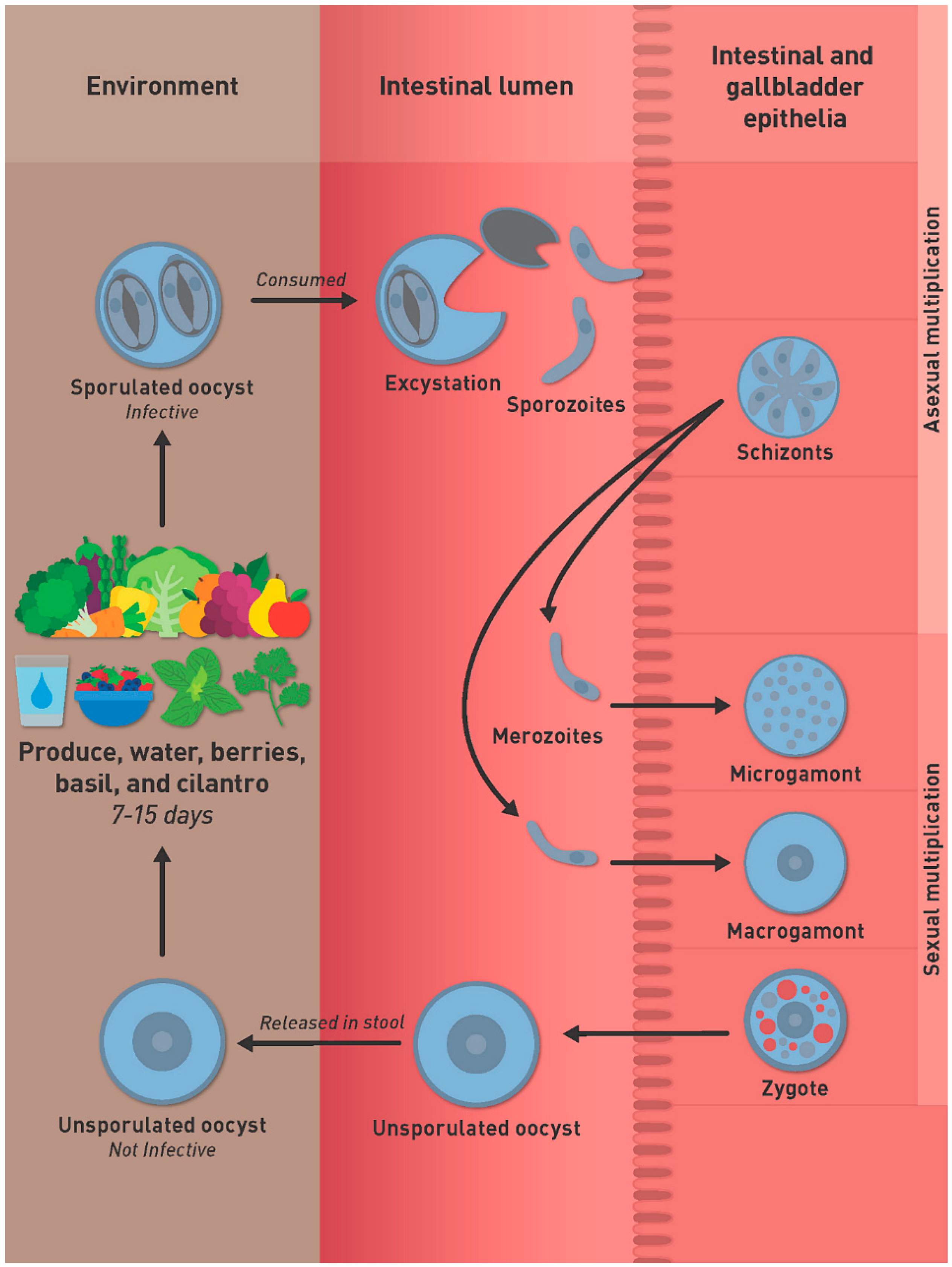 diagram of cyclospora life cycle diagram of cyclospora life cycle