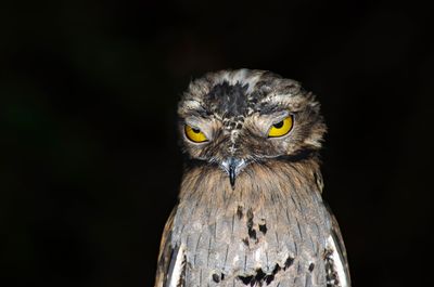A very grump and cross looking potoo with big yellow eyes and a sour expression.